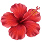 flower 1