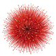 flower 4