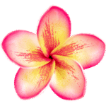 flowers frangipani or plumeria isolated free png